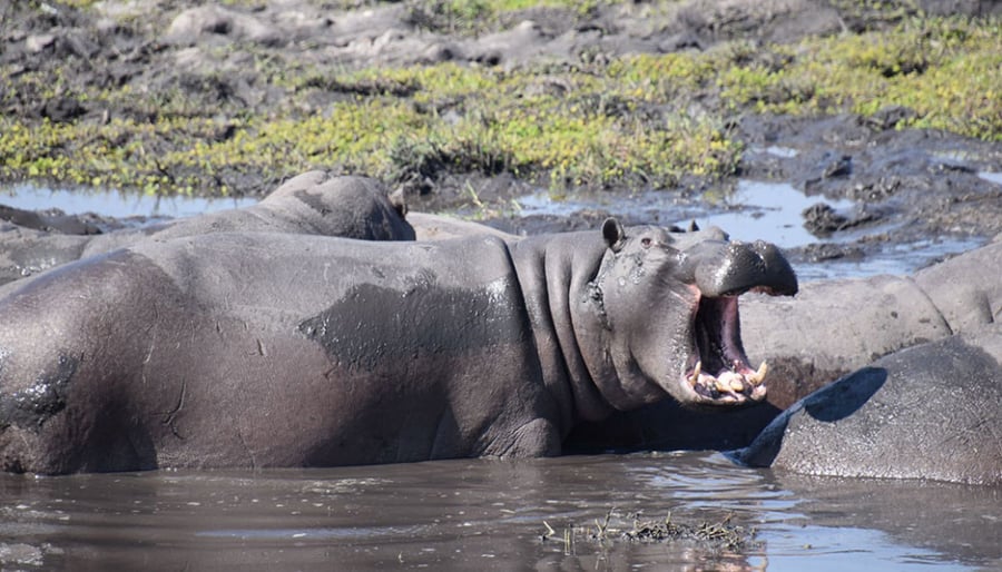 Botswana and Zimbabwe 963 (2)