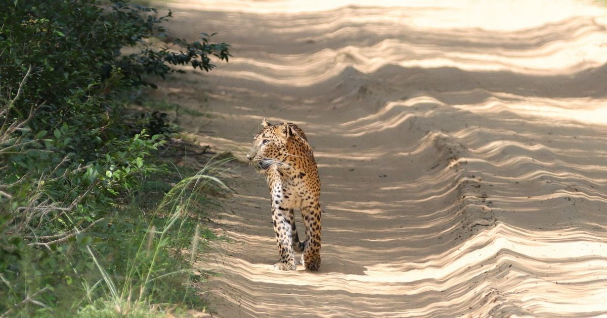 Leopard in Sri Lanka