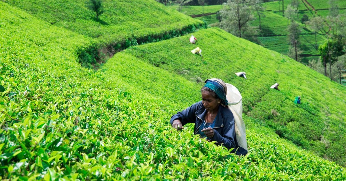 Sri Lanka tea workers