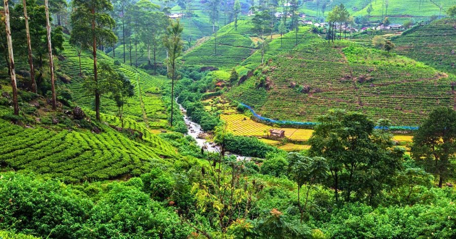 Tea plantations in Sri Lanka