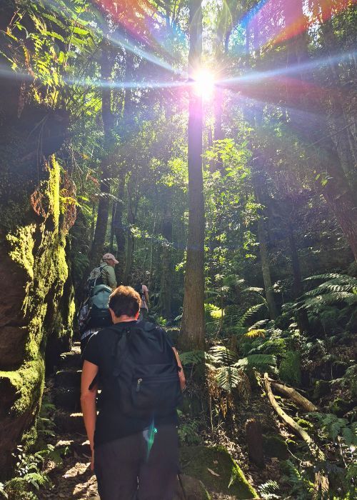 Do I still carry a pack _ Sunlight breaking beautifully through the canopy