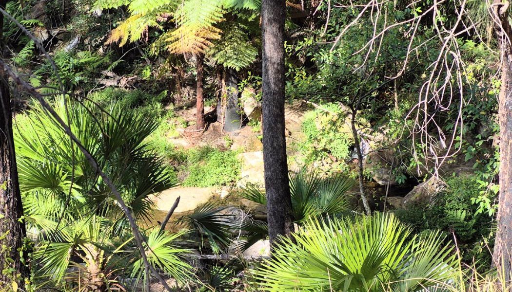 Lush ancient forest