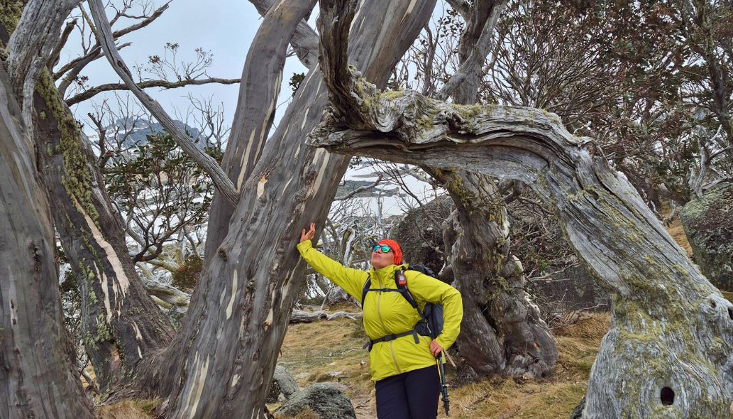 Stunning trees at Thredbo Valley