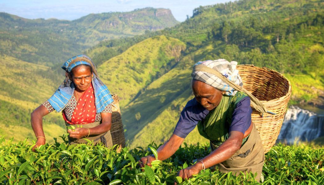 Take in the tea plantations