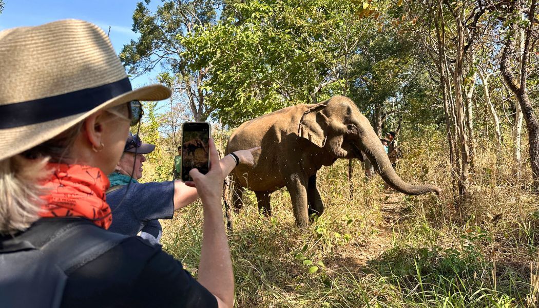 Visit an elephant conservation in Mondulkiri