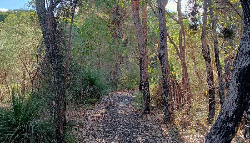 Walk among Jarrah and Marri trees