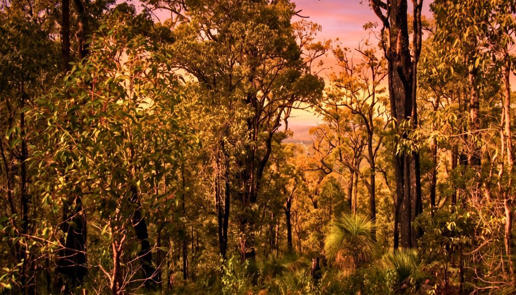 Whiteman Park at dusk